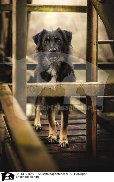 Schferhund-Mischling / Shepherd-Mongrel / CF-01619