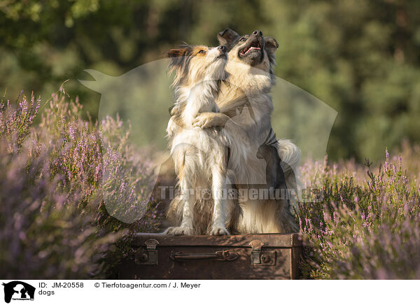 Hunde / dogs / JM-20558