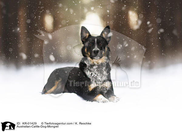 Australian-Cattle-Dog-Mischling / Australian-Cattle-Dog-Mongrel / KR-01429