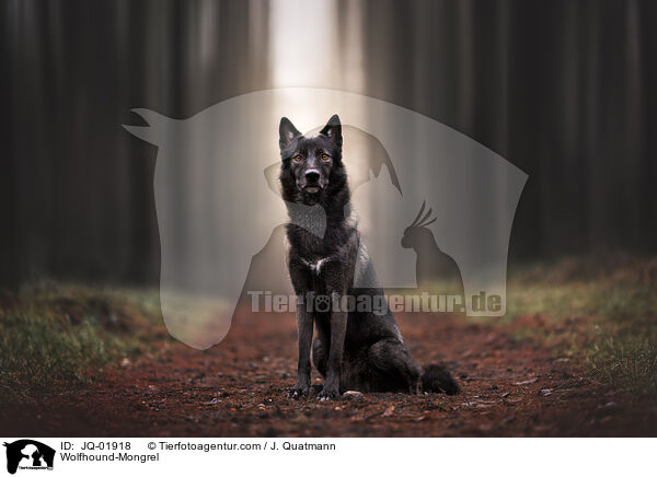 Wolfshund-Mischling / Wolfhound-Mongrel / JQ-01918