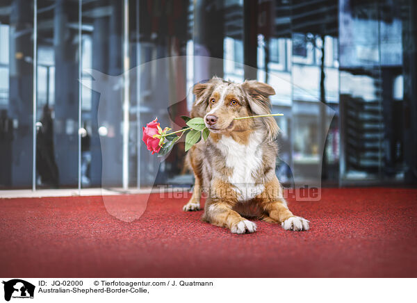 Australian-Shepherd-Border-Collie / Australian-Shepherd-Border-Collie, / JQ-02000