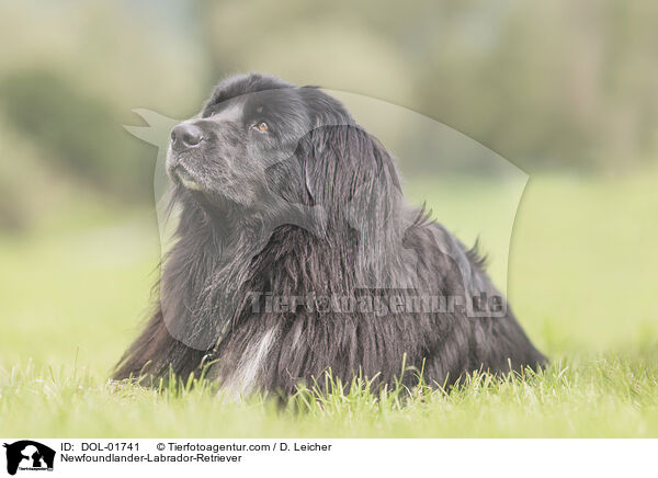 Neufundlnder-Labrador-Retriever / Newfoundlander-Labrador-Retriever / DOL-01741