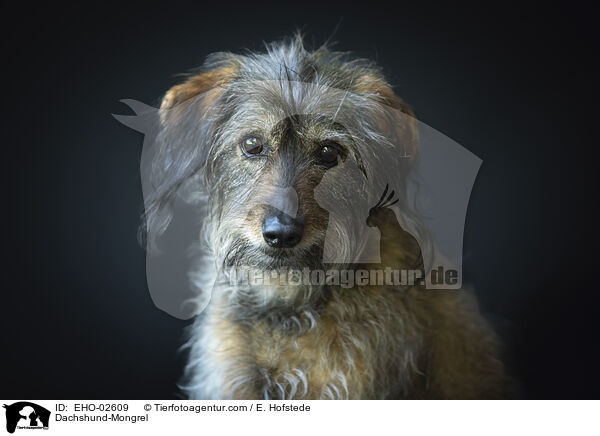 Dackel-Mischling / Dachshund-Mongrel / EHO-02609