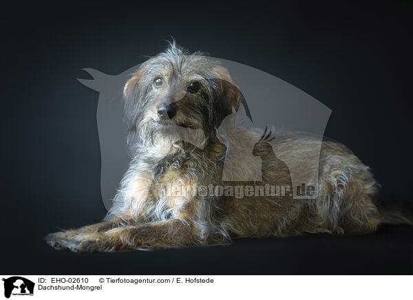 Dackel-Mischling / Dachshund-Mongrel / EHO-02610