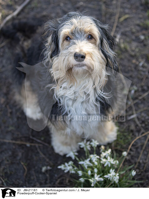 Powderpuff-Cocker-Spaniel / Powderpuff-Cocker-Spaniel / JM-21181