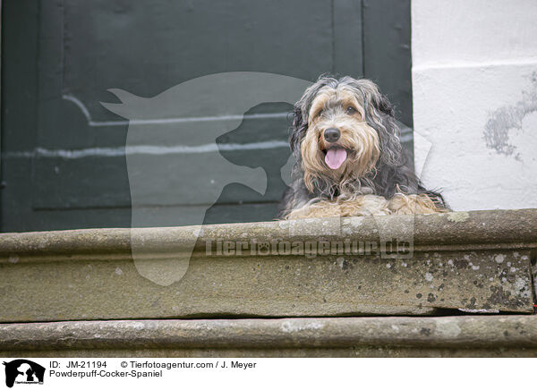 Powderpuff-Cocker-Spaniel / Powderpuff-Cocker-Spaniel / JM-21194