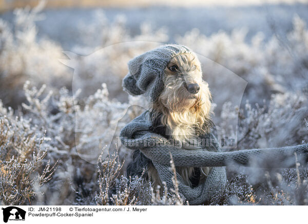 Powderpuff-Cocker-Spaniel / Powderpuff-Cocker-Spaniel / JM-21198