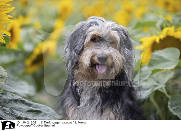 Powderpuff-Cocker-Spaniel / Powderpuff-Cocker-Spaniel / JM-21204