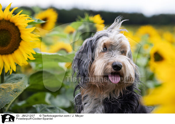 Powderpuff-Cocker-Spaniel / Powderpuff-Cocker-Spaniel / JM-21207