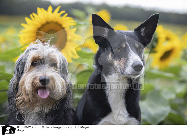 Hunde / dogs / JM-21208