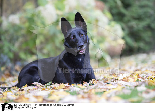 Schferhund-Mischling / Shepherd-Mongrel / JM-21675