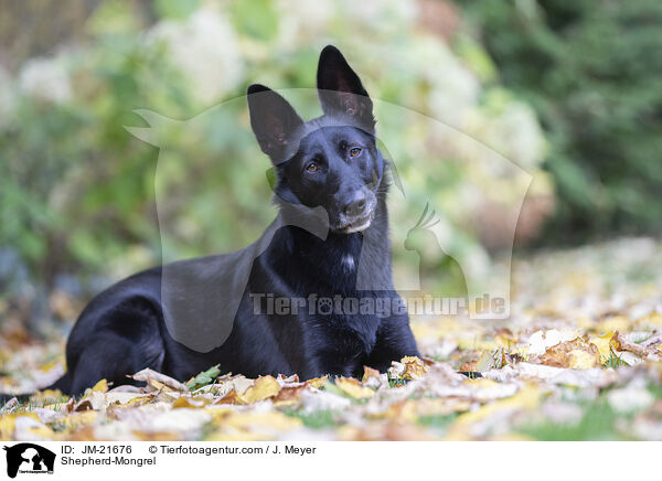 Schferhund-Mischling / Shepherd-Mongrel / JM-21676