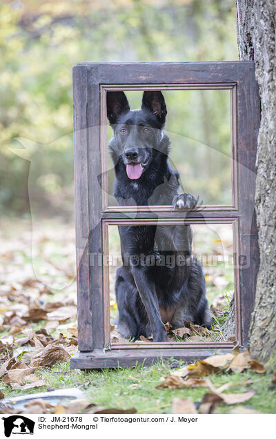 Schferhund-Mischling / Shepherd-Mongrel / JM-21678