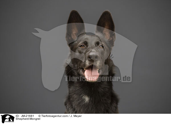 Schferhund-Mischling / Shepherd-Mongrel / JM-21681