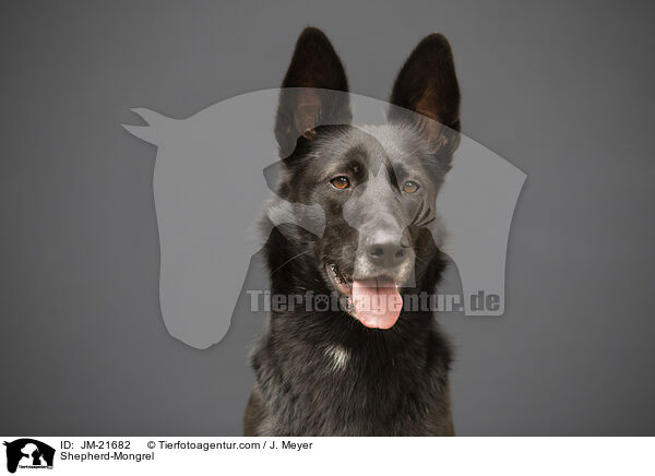 Schferhund-Mischling / Shepherd-Mongrel / JM-21682