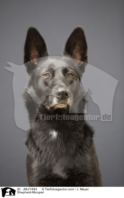 Schferhund-Mischling / Shepherd-Mongrel / JM-21684