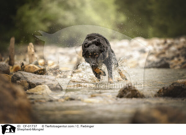 Schferhund-Mischling / Shepherd-Mongrel / CF-01737