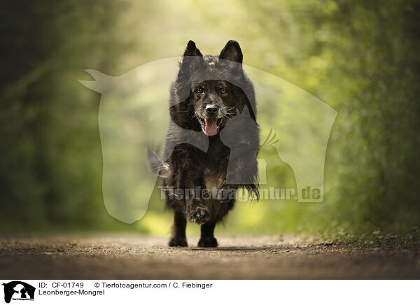 Leonberger-Mischling / Leonberger-Mongrel / CF-01749