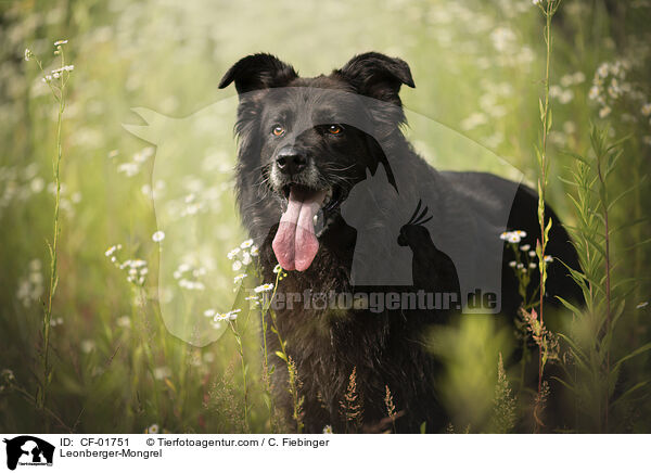 Leonberger-Mischling / Leonberger-Mongrel / CF-01751