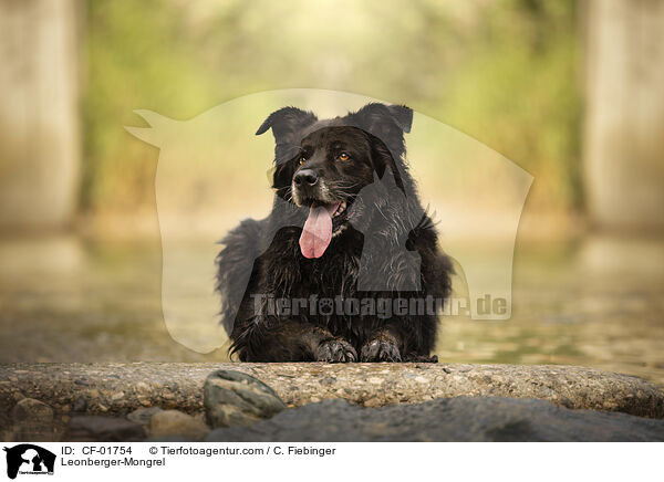 Leonberger-Mischling / Leonberger-Mongrel / CF-01754