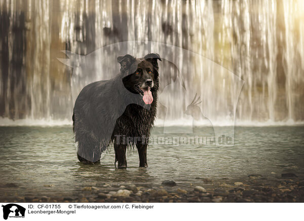 Leonberger-Mischling / Leonberger-Mongrel / CF-01755