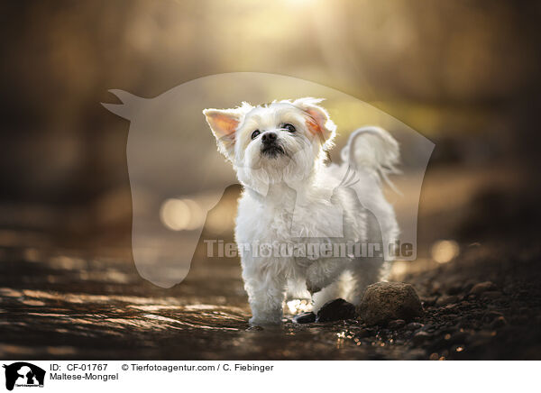 Malteser-Mischling / Maltese-Mongrel / CF-01767