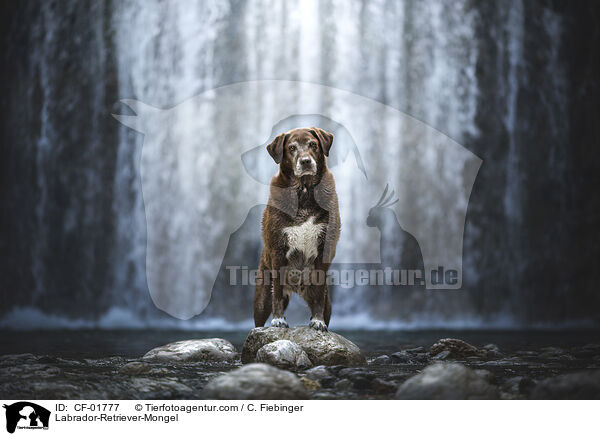 Labrador-Retriever-Mischling / Labrador-Retriever-Mongel / CF-01777