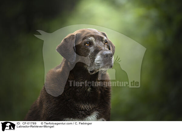 Labrador-Retriever-Mischling / Labrador-Retriever-Mongel / CF-01789