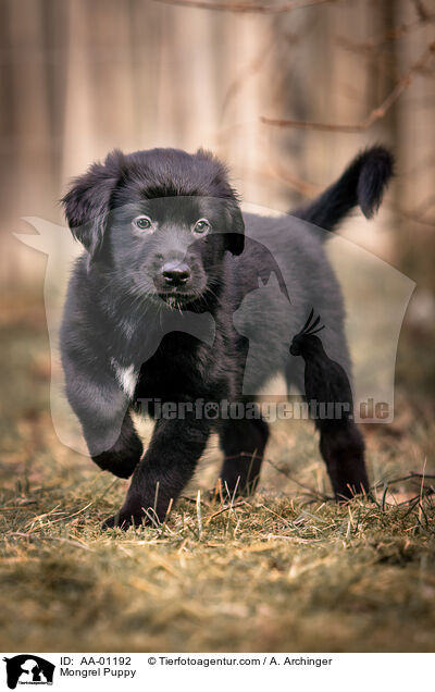 Mischling Welpe / Mongrel Puppy / AA-01192