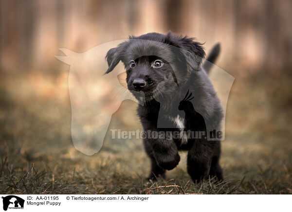 Mischling Welpe / Mongrel Puppy / AA-01195