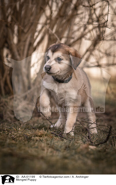 Mischling Welpe / Mongrel Puppy / AA-01199