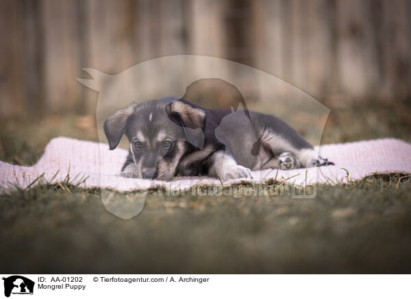 Mischling Welpe / Mongrel Puppy / AA-01202