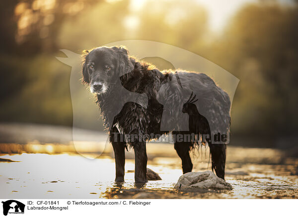 Labrador-Mischling / Labrador-Mongrel / CF-01841