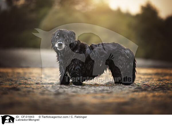 Labrador-Mischling / Labrador-Mongrel / CF-01843