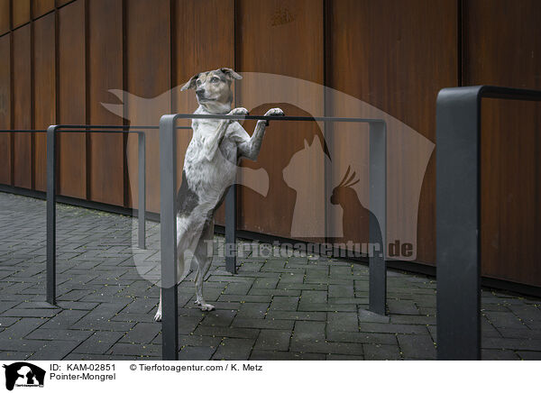 Pointer-Mischling / Pointer-Mongrel / KAM-02851