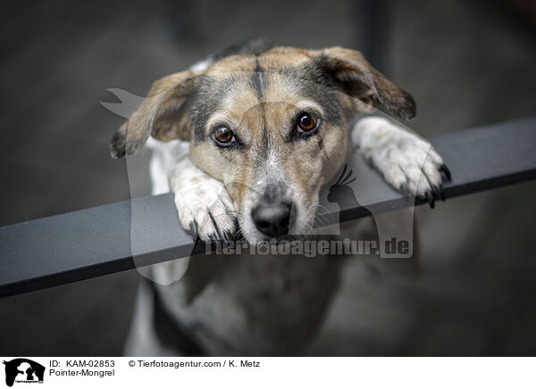 Pointer-Mischling / Pointer-Mongrel / KAM-02853