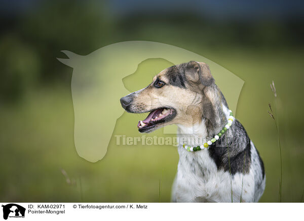 Pointer-Mischling / Pointer-Mongrel / KAM-02971