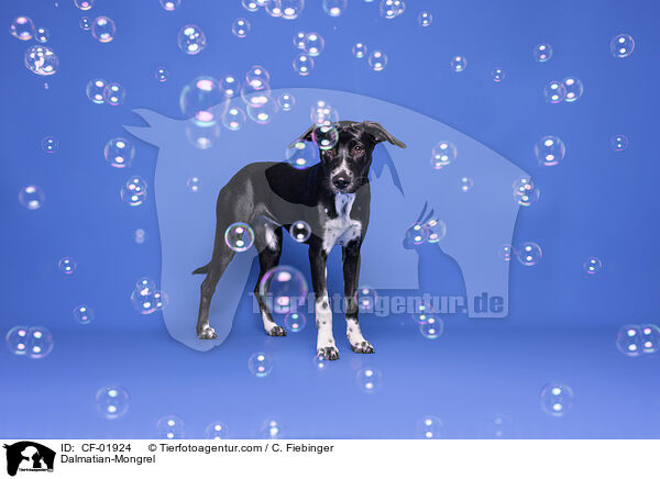 Dalmatiner-Mischling / Dalmatian-Mongrel / CF-01924