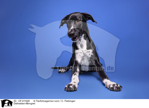 Dalmatiner-Mischling / Dalmatian-Mongrel / CF-01926