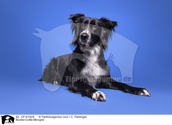 Border-Collie-Mischling / Border-Collie-Mongrel / CF-01929