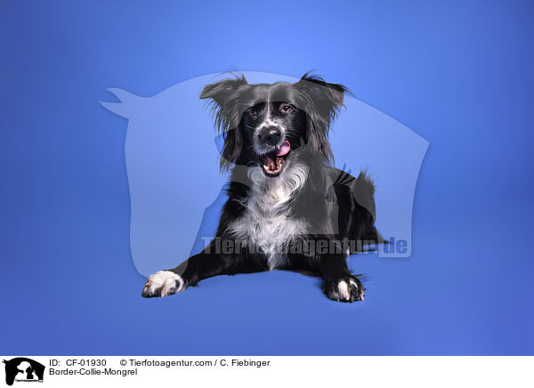 Border-Collie-Mischling / Border-Collie-Mongrel / CF-01930