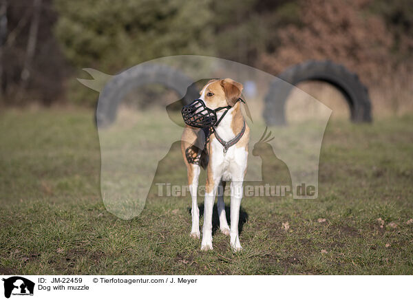 Hund mit Maulkorb / Dog with muzzle / JM-22459