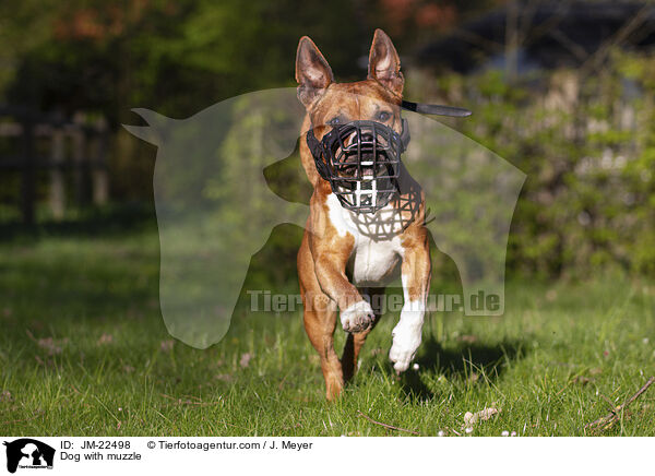 Hund mit Maulkorb / Dog with muzzle / JM-22498