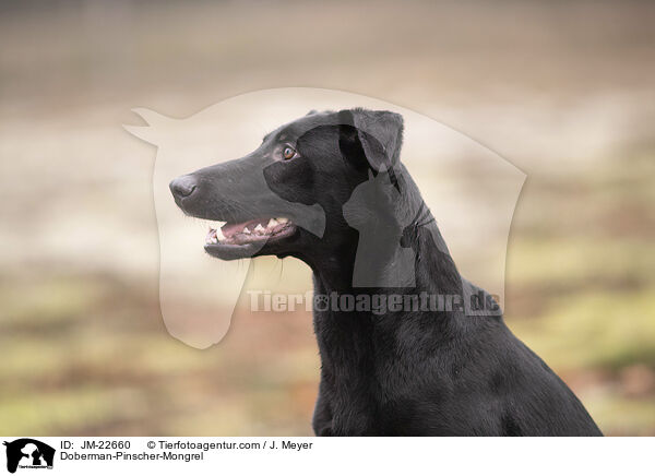 Dobermann-Mischling / Doberman-Pinscher-Mongrel / JM-22660