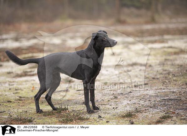 Dobermann-Mischling / Doberman-Pinscher-Mongrel / JM-22668