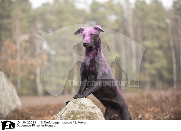 Dobermann-Mischling / Doberman-Pinscher-Mongrel / JM-22681