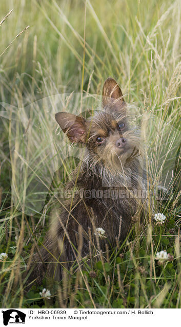 Yorkshire-Terrier-Mischling / Yorkshire-Terrier-Mongrel / HBO-06939