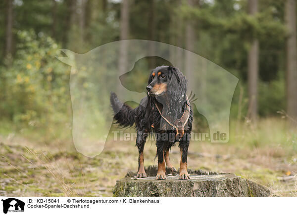 Cocker-Spaniel-Dackel / Cocker-Spaniel-Dachshund / KB-15841