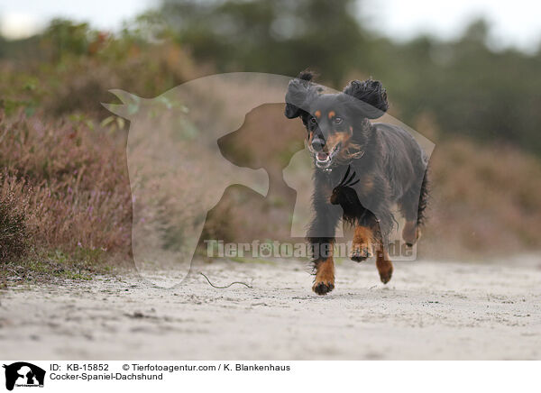 Cocker-Spaniel-Dackel / Cocker-Spaniel-Dachshund / KB-15852