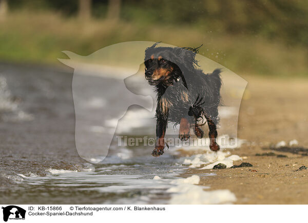 Cocker-Spaniel-Dackel / Cocker-Spaniel-Dachshund / KB-15866